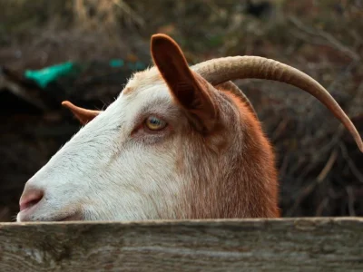 The Blood of Bulls and Goats